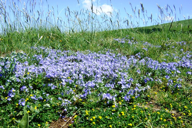 Veronica orsiniana / Veronica di Orsini